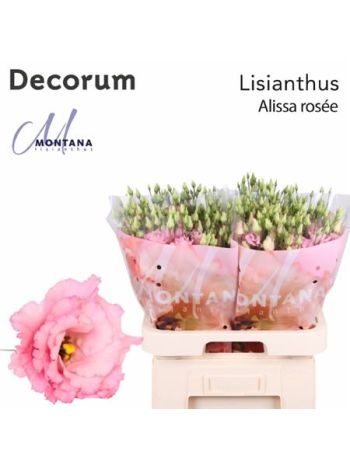 EUS G ALISSA ROSE PI
