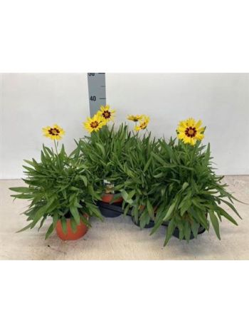 CORE GRANDIFLORA