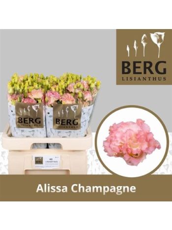 EUS G ALISSA CHAMPAG