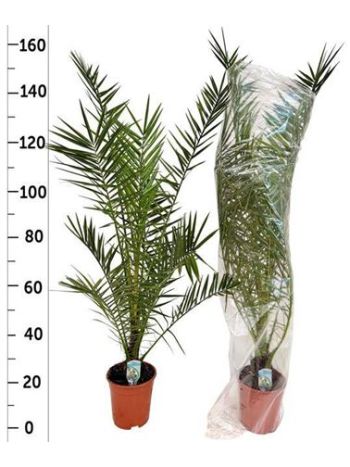 PHOENIX CANARIENSIS