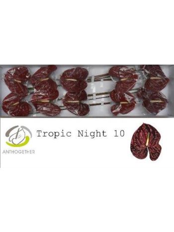 ANTH A TROPIC NIGHT *10