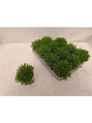 HEBE EMERALD