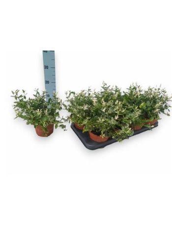 EUONYMUS FO HARLEQUI