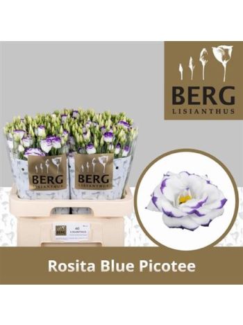 EUS G ROSI BLUE PICO