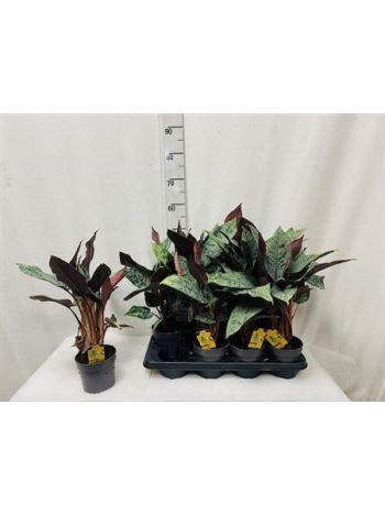 APOB ACUMINATISSIMA