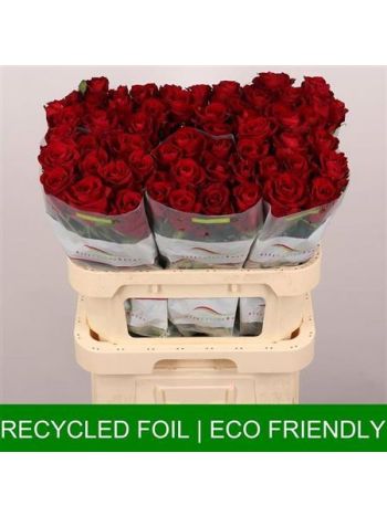 R GR EVER RED 80CM