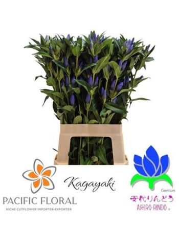 GENTI KAGAYAKI 70CM