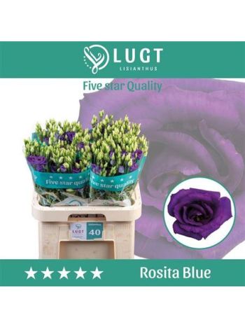 EUS G ROSI BLUE
