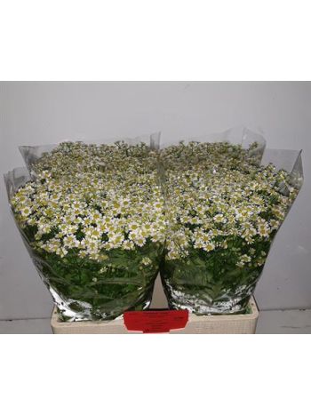 TANA PA SINGLE VEGMO 60CM