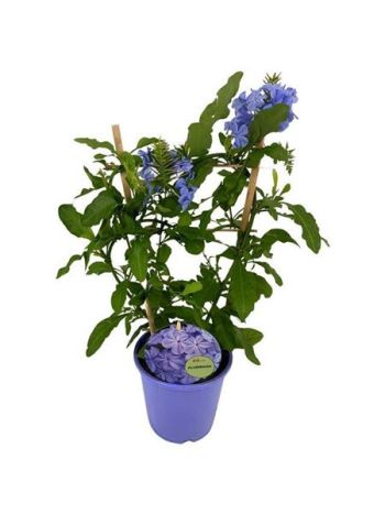 PLUMBAGO AURICULATA