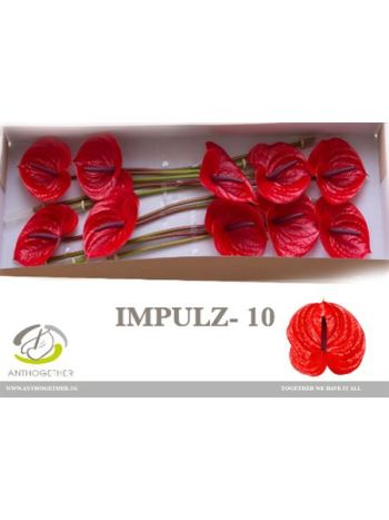 ANTH A IMPULZ *10