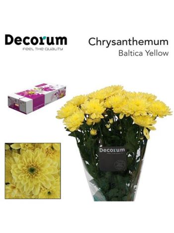CHR T  S. BALTICA YELLOW