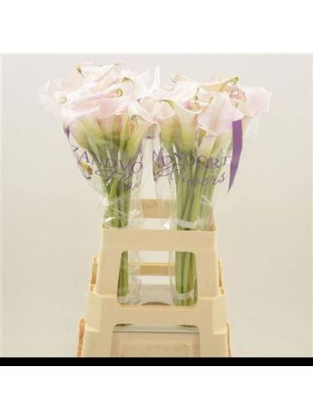ZANT SWEET ART 65CM