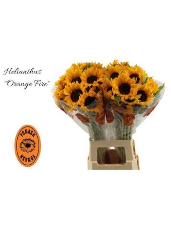 HELIAN AN ORANGE FIR 75CM