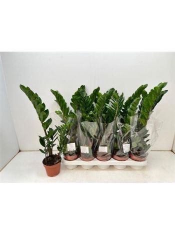 ZAMIOCULCAS ZAMIIFOL