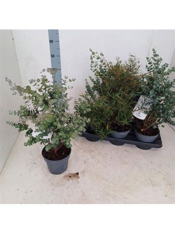 EUCALYPTUS
