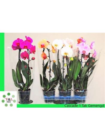 PHAL 1 ÁG CASCADE