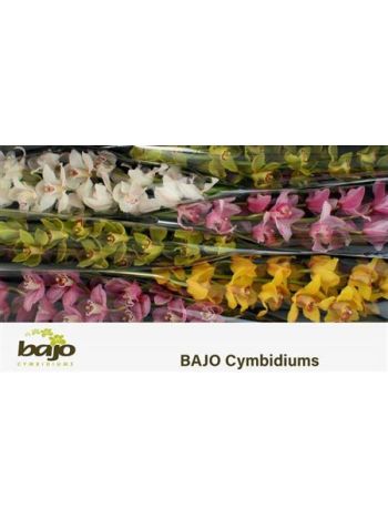 CYMB T *6 GEM 80CM