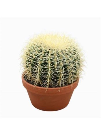ECHINOC GRUSONII
