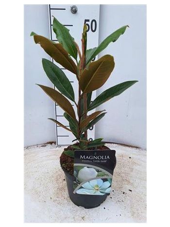 MAGN GRANDIFLORA