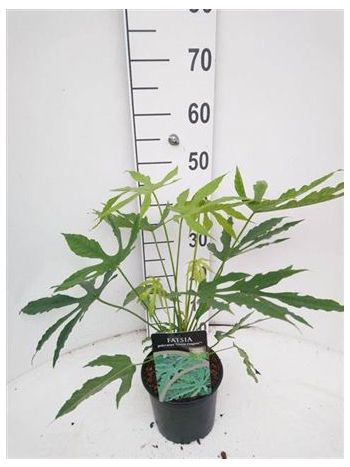 FATSI POLICARPA GREEN FINGERS