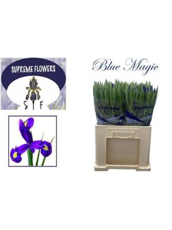 IRIS BLUE MAGIC