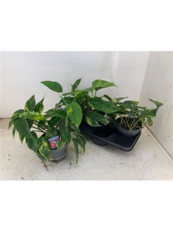 EPIPR MARBLE QUEEN