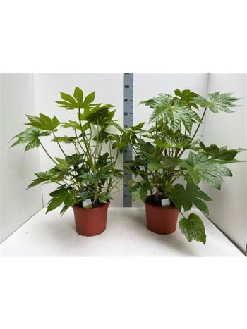 FATSI JAPONICA