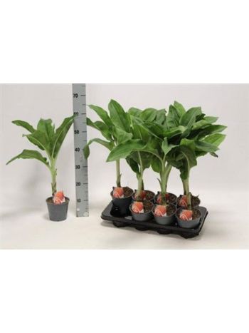 SCADOXUS MULTIFLORUS