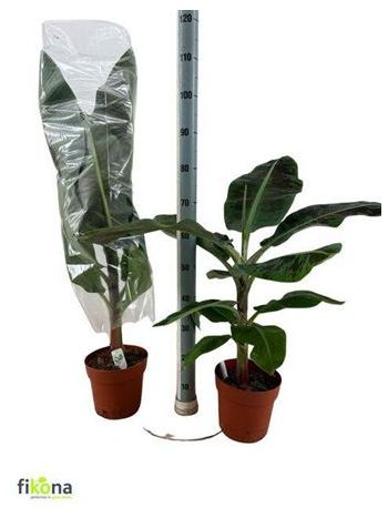 MUSA DWARF CAVENDISH