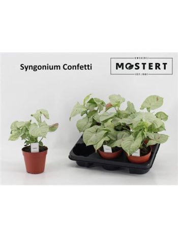 SYNG CONFETTI