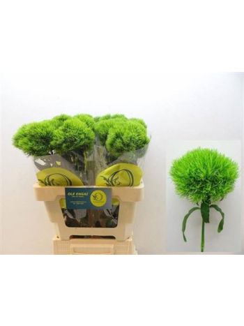 DI BARB KIWI MELLOW 60CM