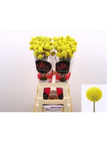 CRAS PAINTBALL POP 70CM