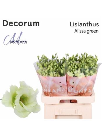 EUS G  ALISSA GREEN