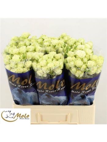 R TR GREEN GLOW 60CM