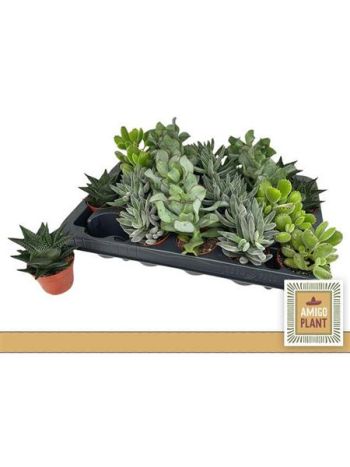 SUCC GEM *20