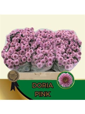 CHR SAN  AAA DORIA PI