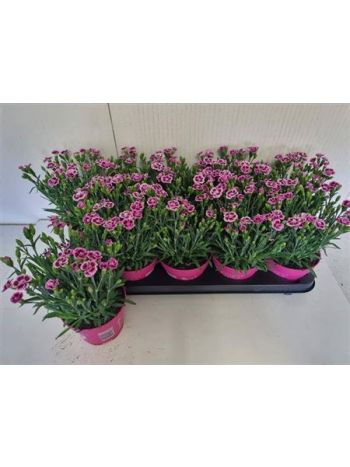 DIANTHUS PINK KISSES