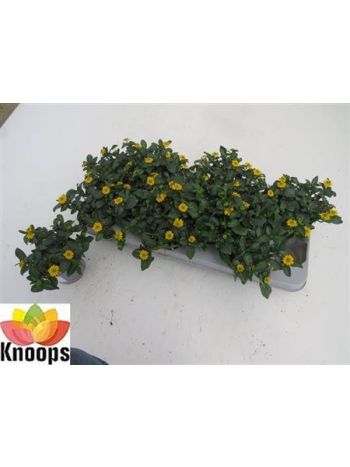 SANV PROCUMBENS