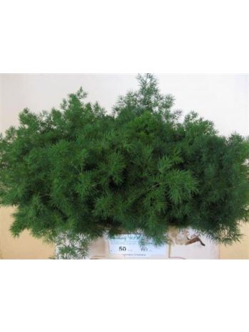 ASP UMBELLATUS 60CM