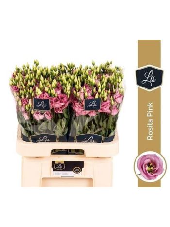 EUS G ROSI ROSE PINK