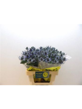 ERYN MAG BLUE LAGOON 60CM