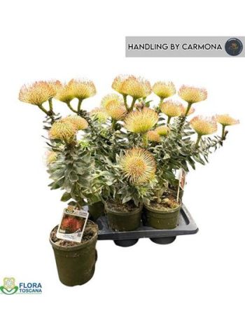 LEUCOSPERMUM KRÉM