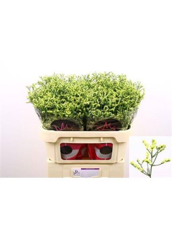 LIM SIN CHINA SUMMER 70CM