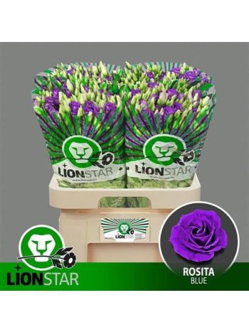 EUS G ROSI BLUE