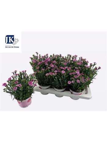 DIANTHUS PINK KISSES