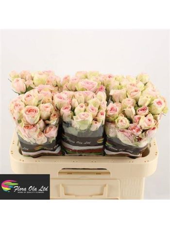 R TR RLM ING KRISTI 60CM -%
