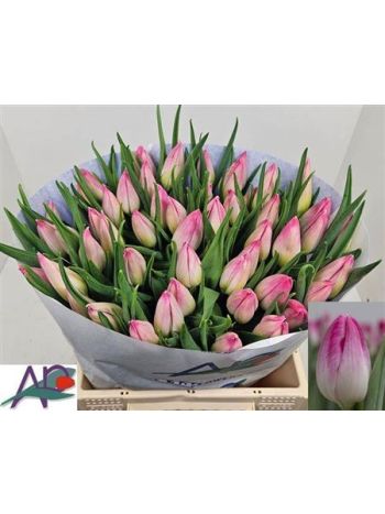 TU EN BOLROYAL PINK