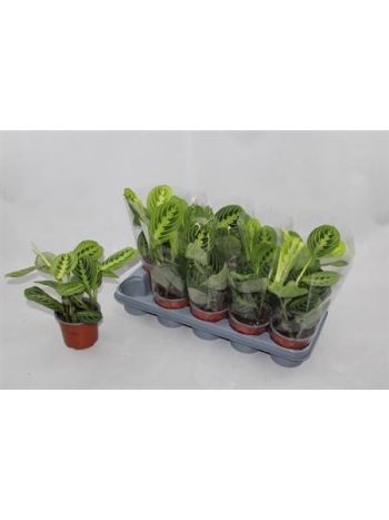 MARANTA LEMON