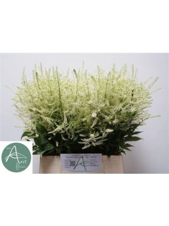 ASTIL JA WHASINGTHON 50CM